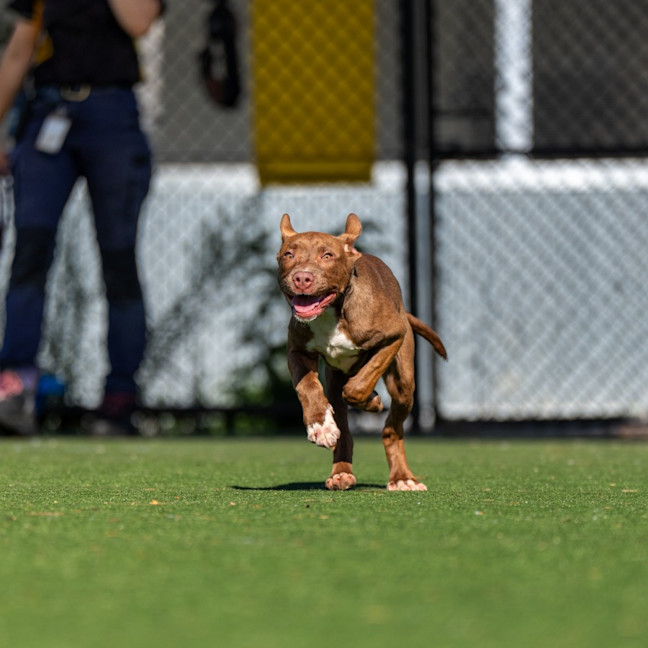 Photo of Henry Imp 02