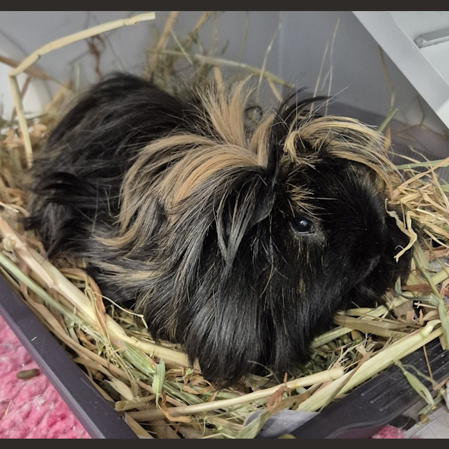 Photo of Piggy (Bonded With Pea)