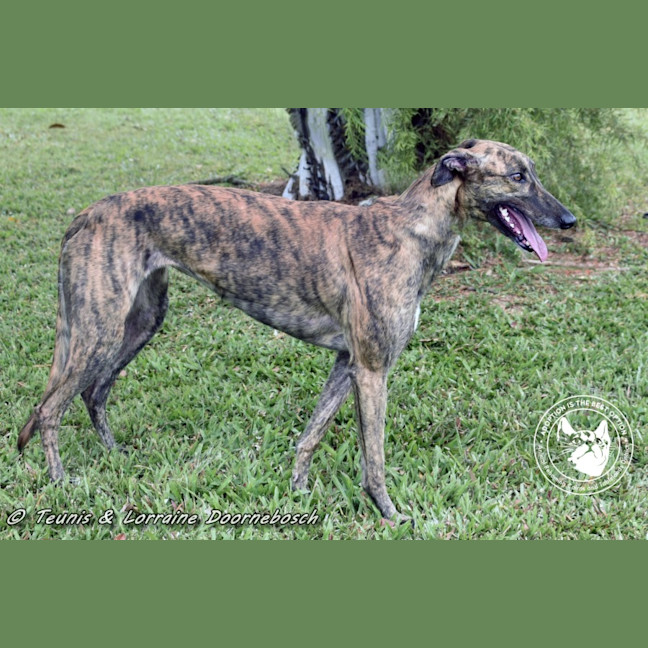 Photo of Rizzo (Racing Name Muppet Central)
