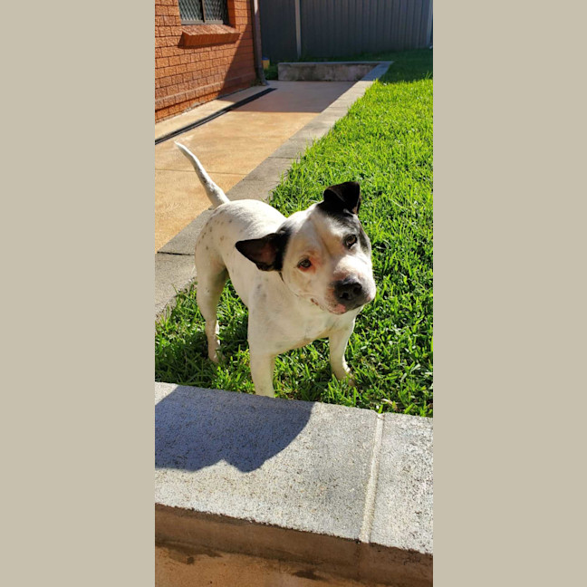 Photo of Oscar