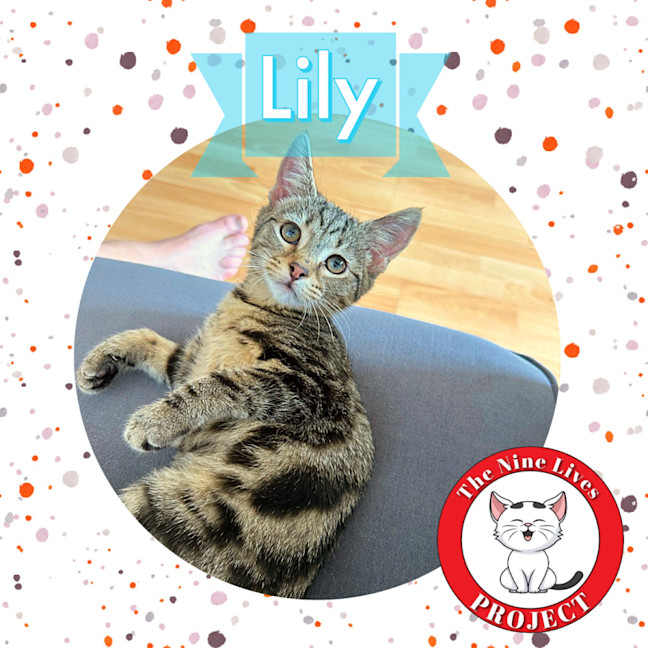 Photo of Lily *9 Lives Project Rescue*