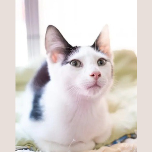 Photo of Souffle