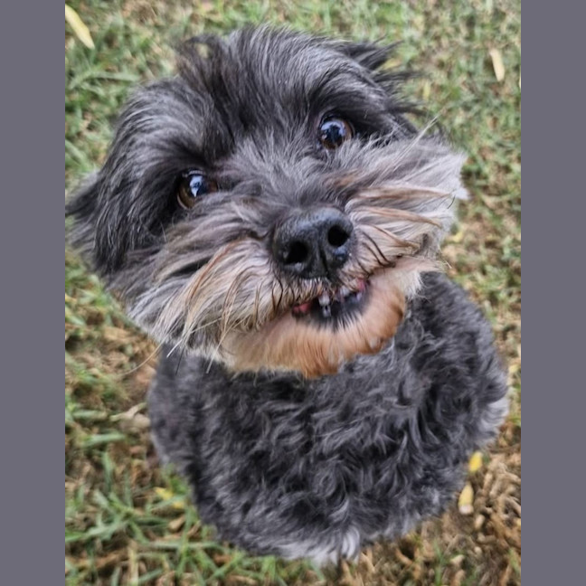 Photo of Cilantro & Corriander