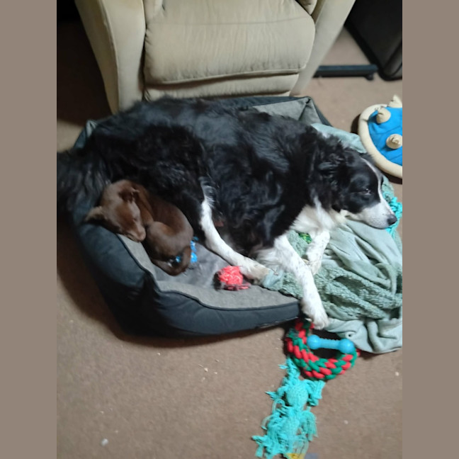 Photo of Willow