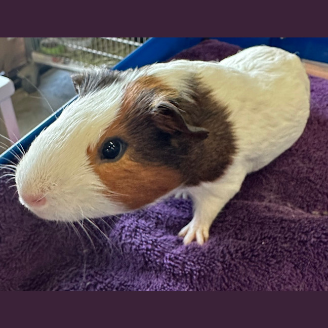 Photo of Gomez (Bonded With Batty And Dexter)