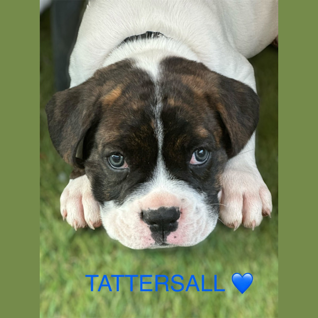 Photo of Indu Litter