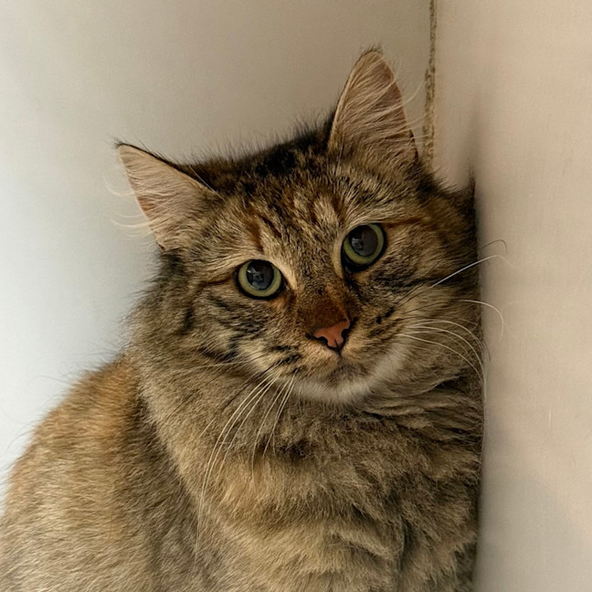 Photo of Daphne