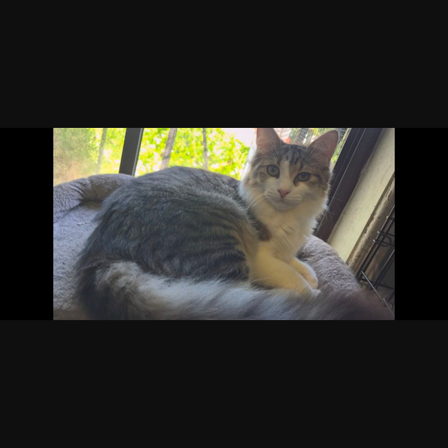 Photo of Watson 