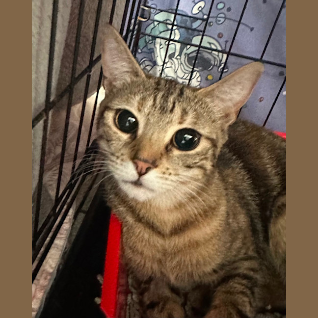 Photo of Luna & Jinx 