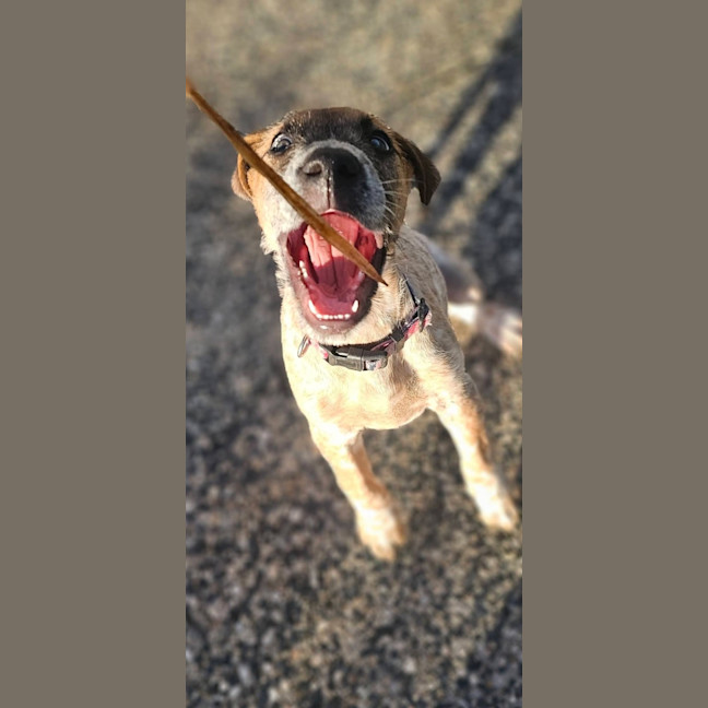 Photo of Tula