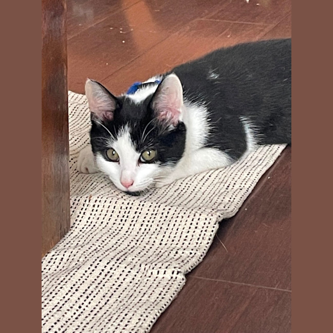 Photo of 🍪 Cookie 🍪 