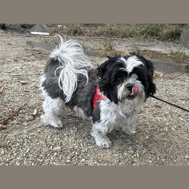 Photo of Tikki