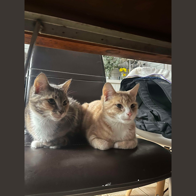 Photo of Purrl & Punchy