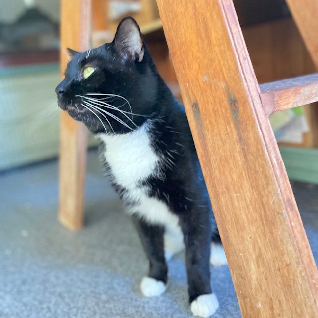 Photo of Whiskers