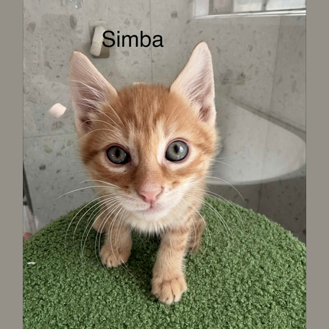 Photo of June & Simba 