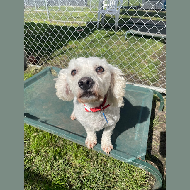 Photo of April (In Foster Care) (In Hold)