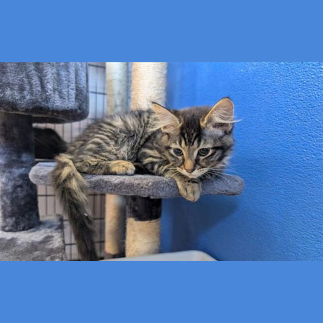 Photo of Lulu