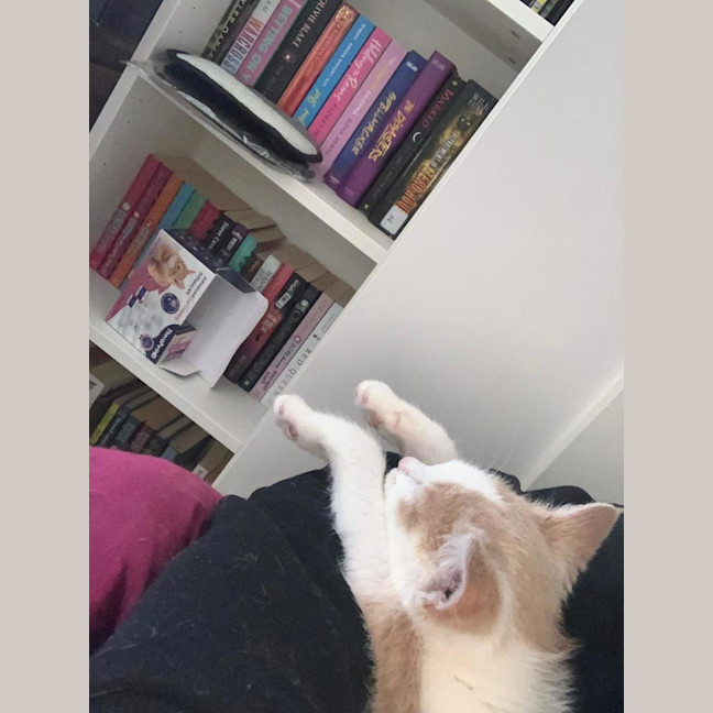 Photo of Gizmo
