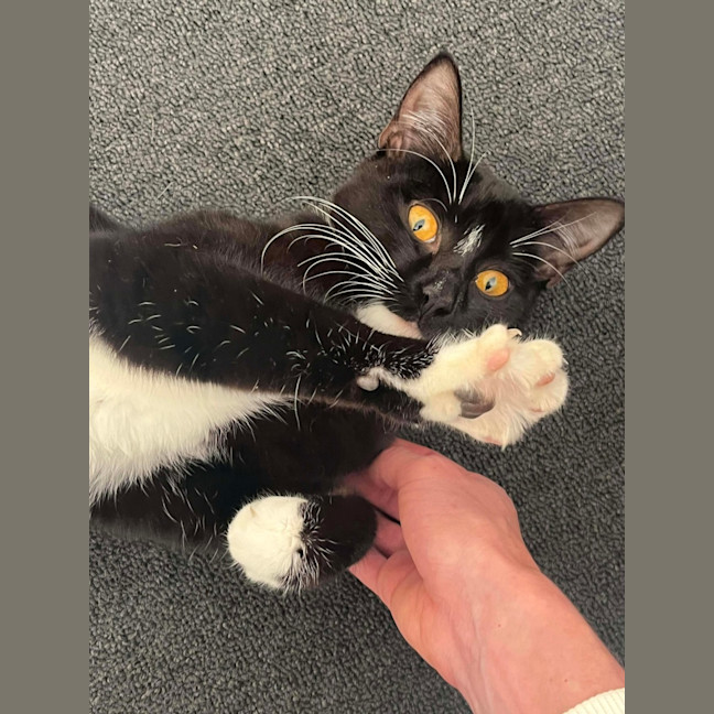 Photo of Luna 