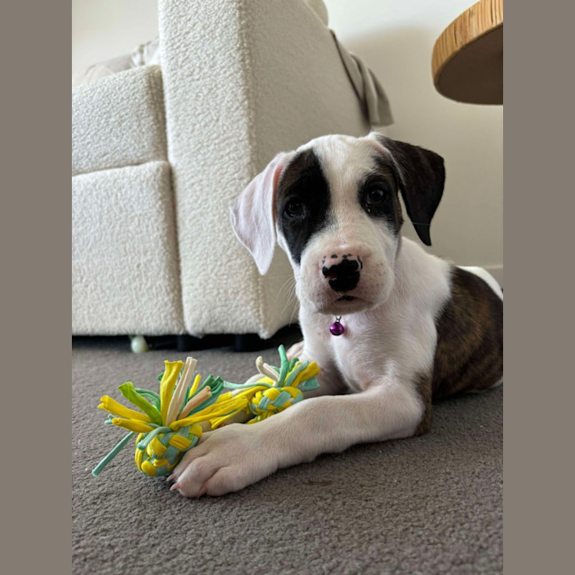 Photo of Saffron