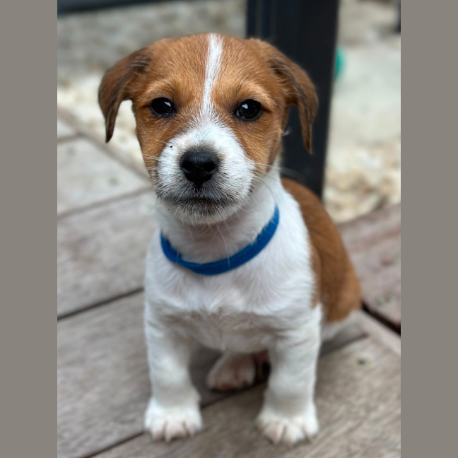 Photo of Lysander