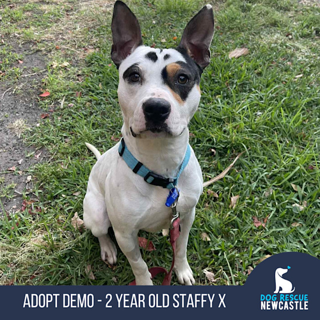 Photo of Demo   2 Year Old Staffy X