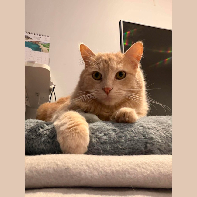 Photo of Paw Paw