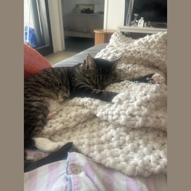 Photo of Nova