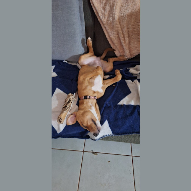Photo of Sheeba