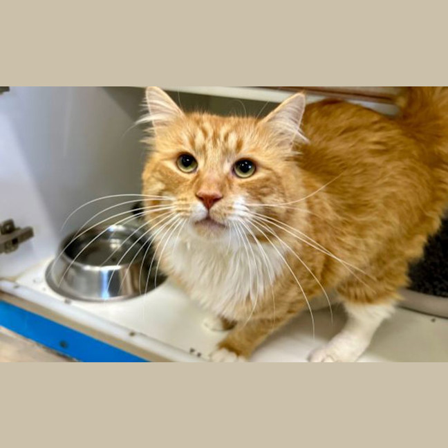 Photo of Garfield