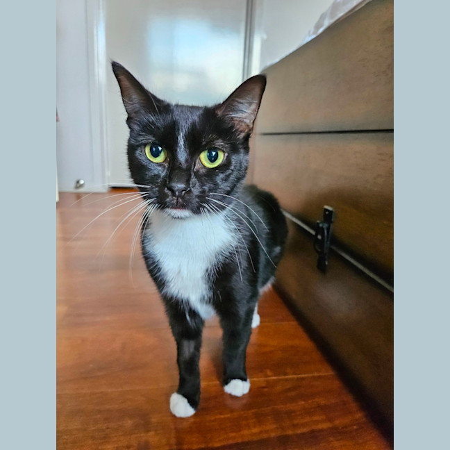 Photo of Puddin