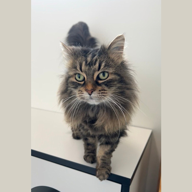 Photo of Lyria