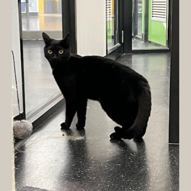 Photo of The O.G Batman