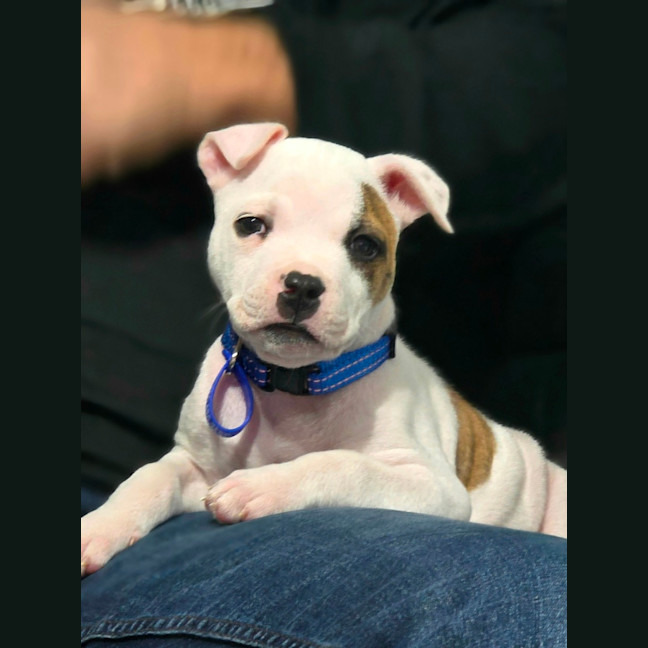 Photo of Alfie   7 Week Old Staffy X Bulldog X (Trial)