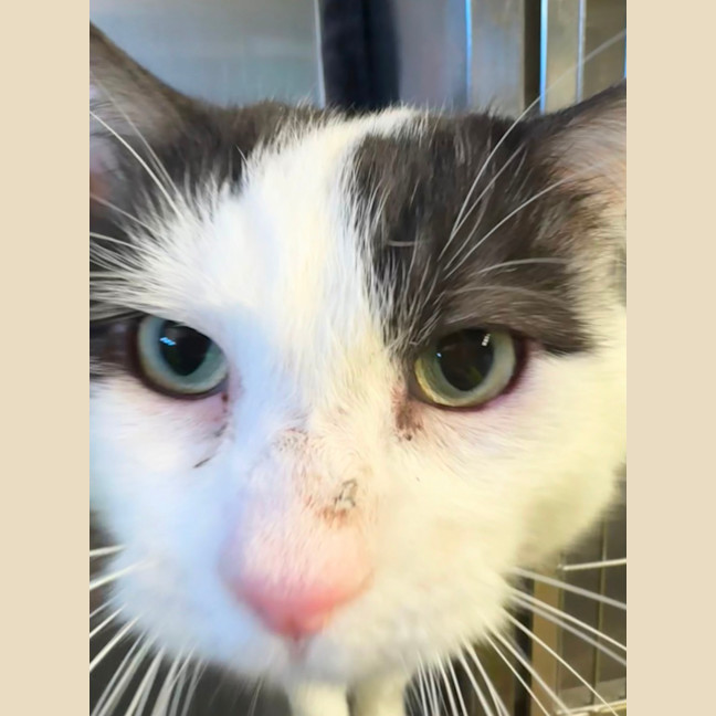 Photo of Captain Sushi