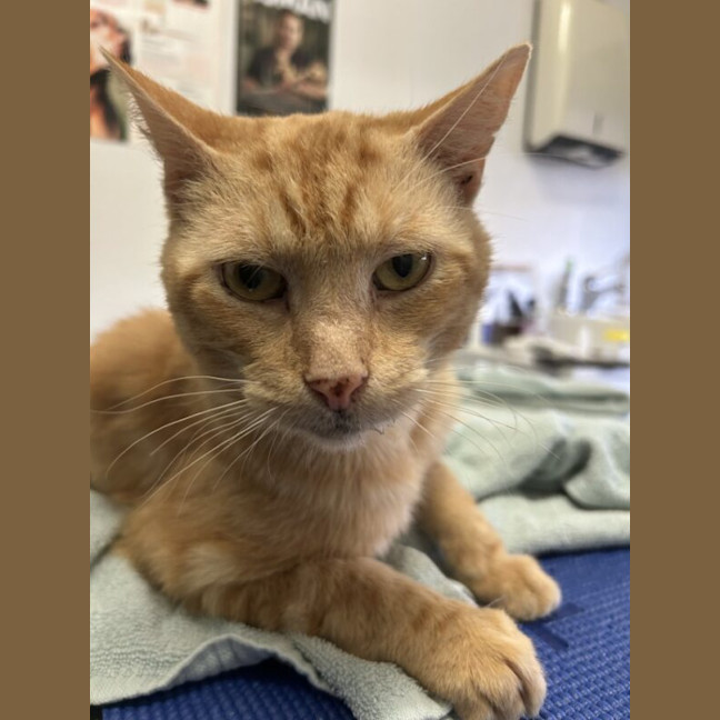 Photo of Timber