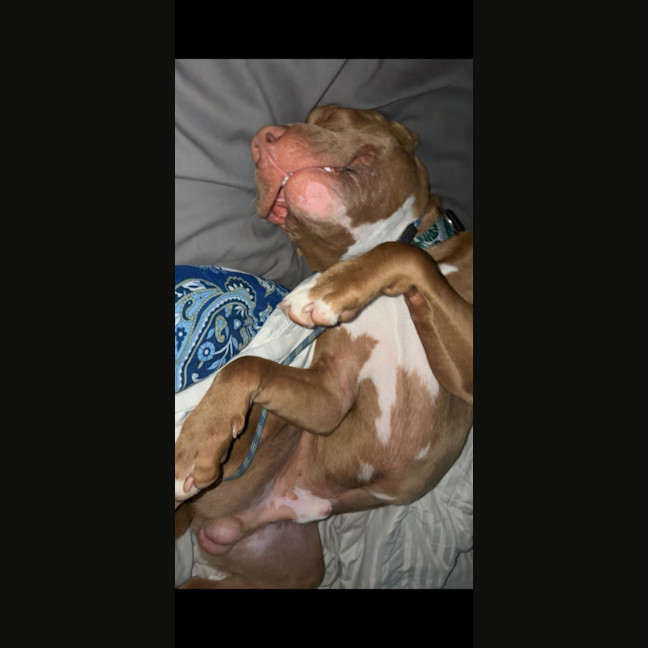 Photo of Bam Bam
