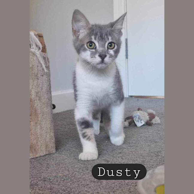 Photo of Dusty