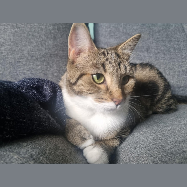 Photo of Zemi 