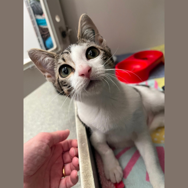 Photo of Curly Wurly