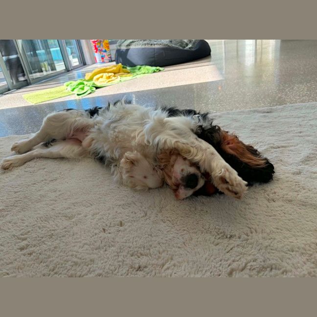 Photo of Teddy