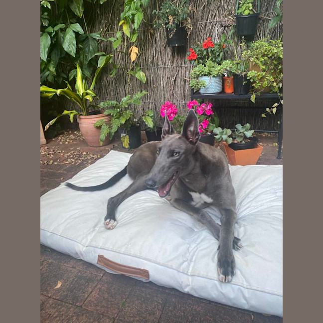 Photo of Meeka, The Loveable Young Rescue Greyhound