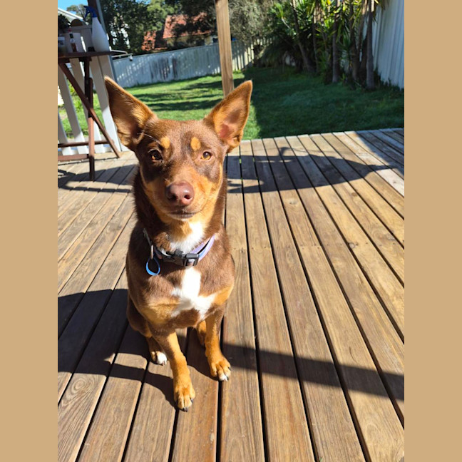 Photo of Ruby   2 Year Old Kelpie