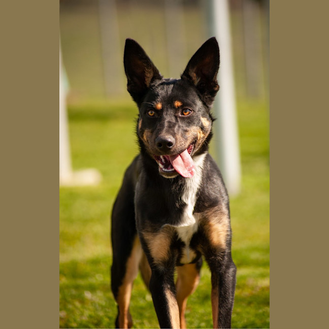 Photo of Duke