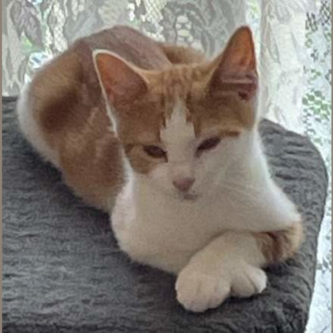 Photo of Whiskers