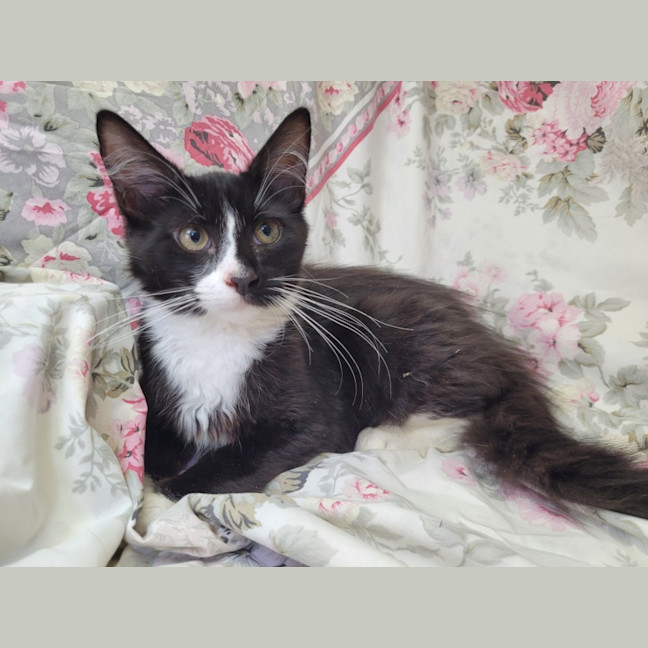 Photo of Jaxson 🖤