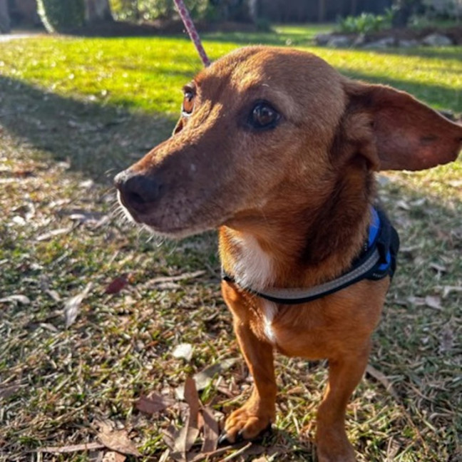 Photo of Solo