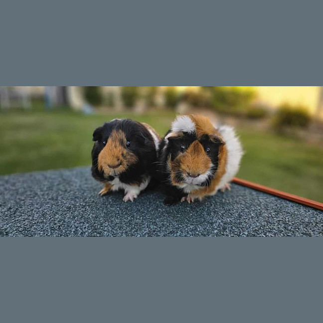 Photo of Timmy & Patrick