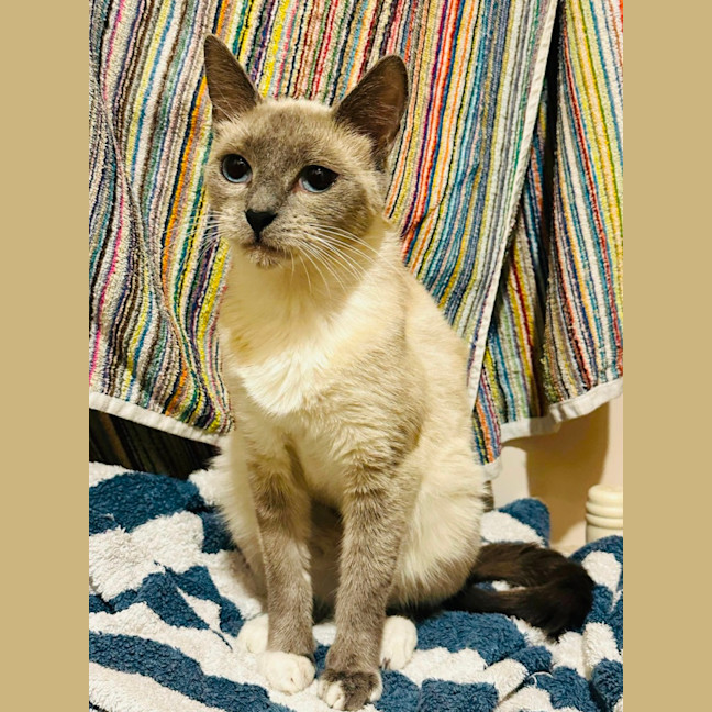 Photo of Indi