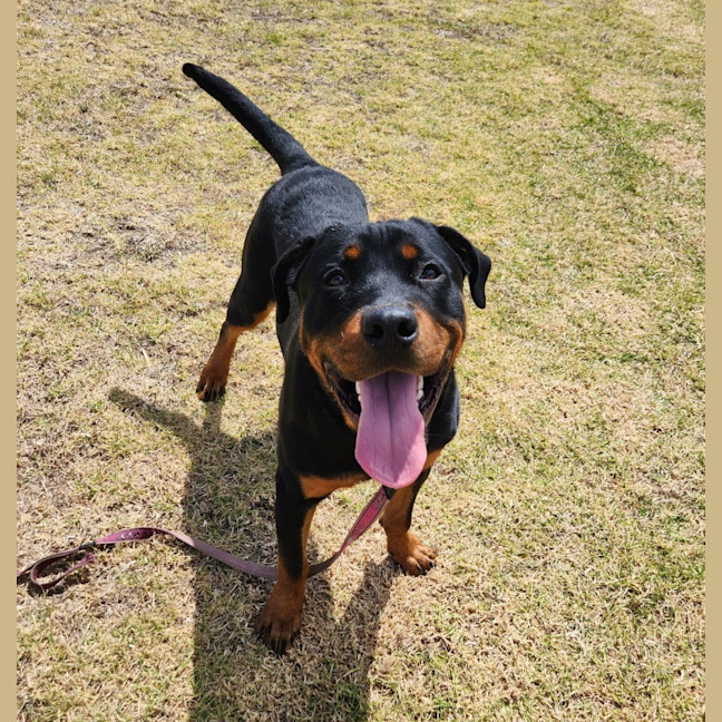 Photo of Diesel (65134)